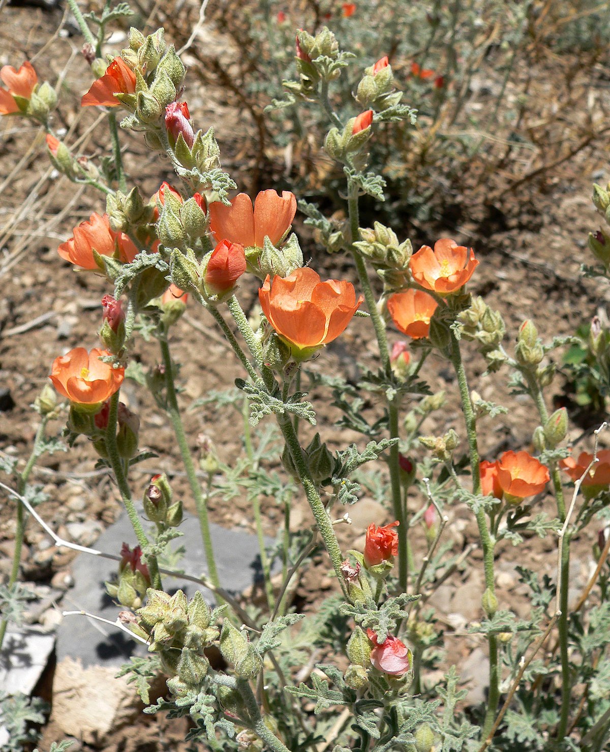 Sphaeralcea