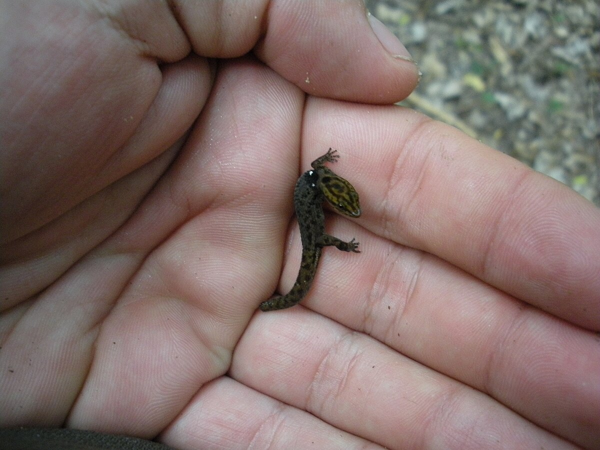 Sphaerodactylus