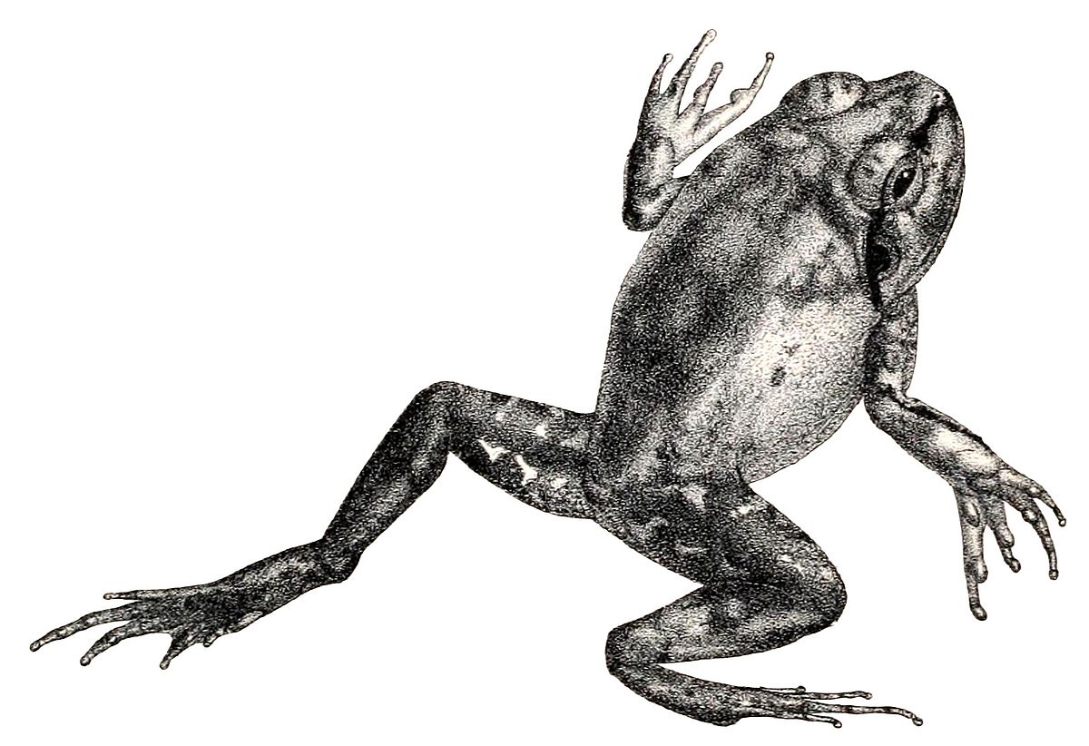 Sphaerotheca dobsonii