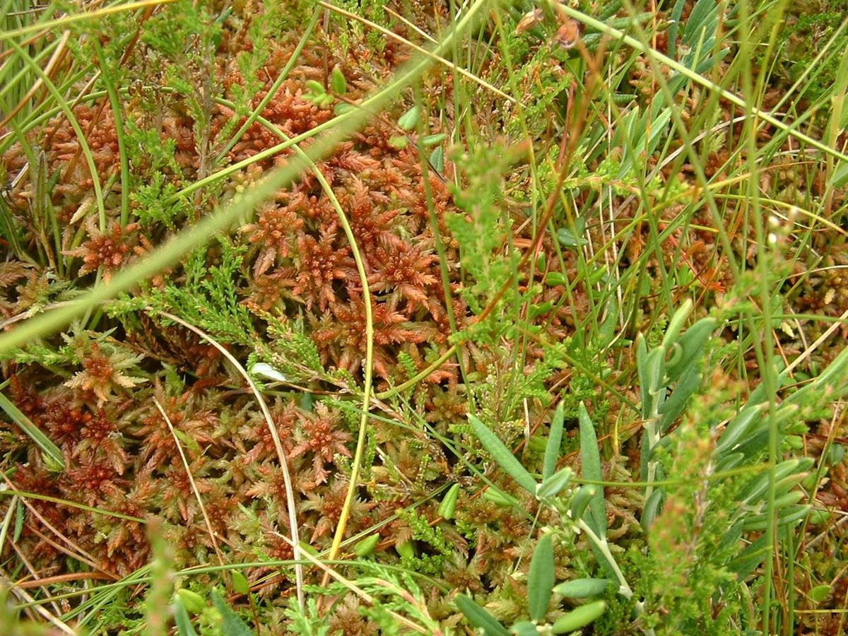 Sphagnum sp.