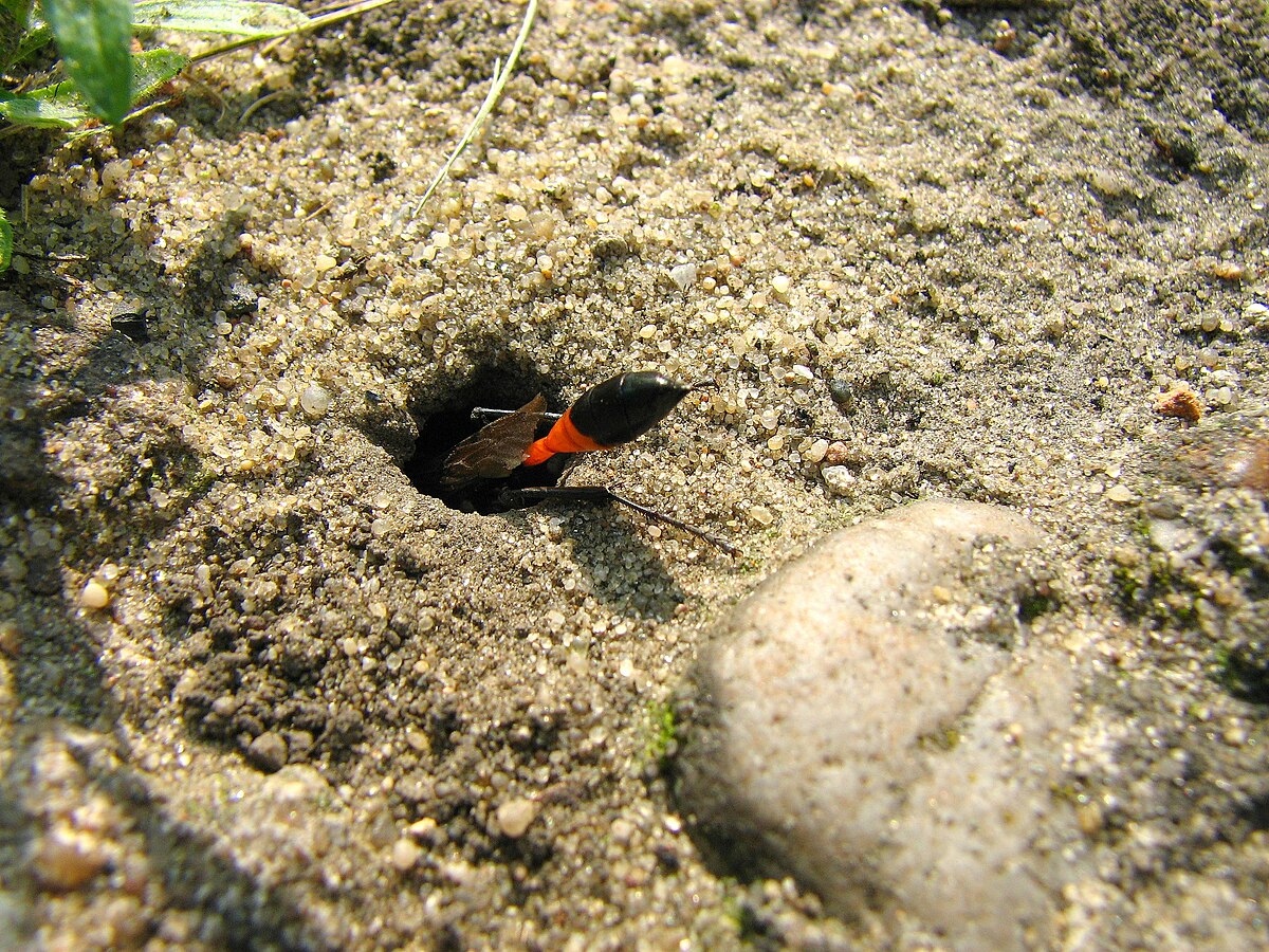 Sphecidae