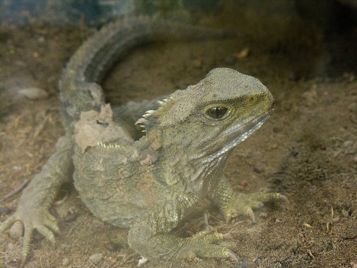 Sphénodon