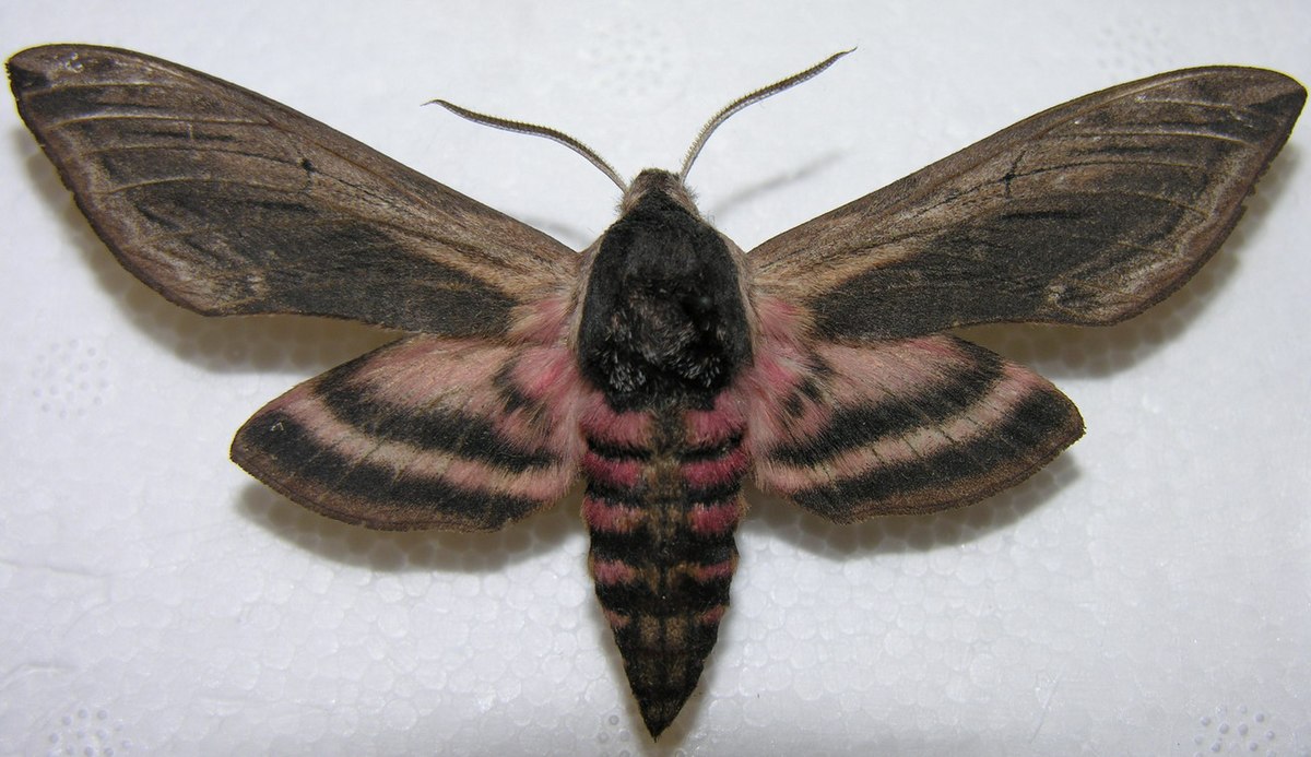 Sphinx (genre)