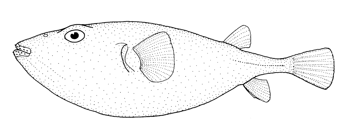 Sphoeroides