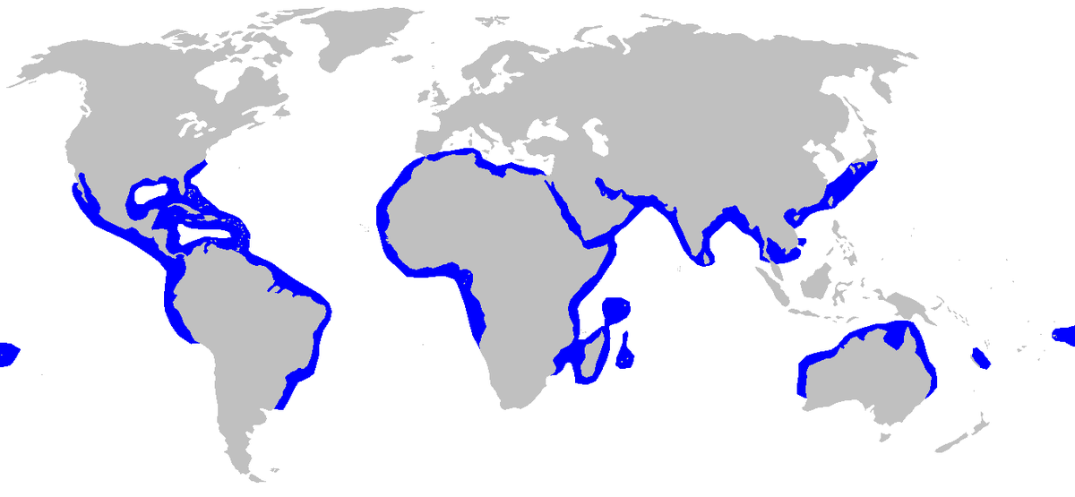 Sphyrna mokarran distmap.png
