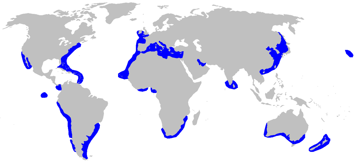 Sphyrna zygaena distmap.png