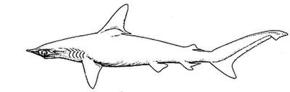 Requin-marteau lisse
