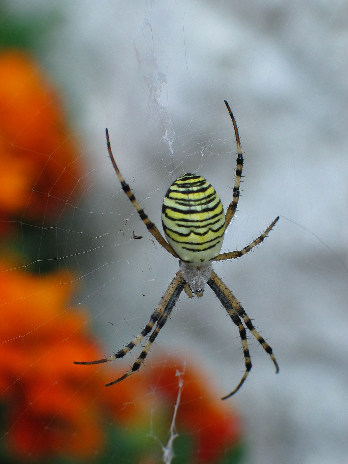 Argiope (genre)
