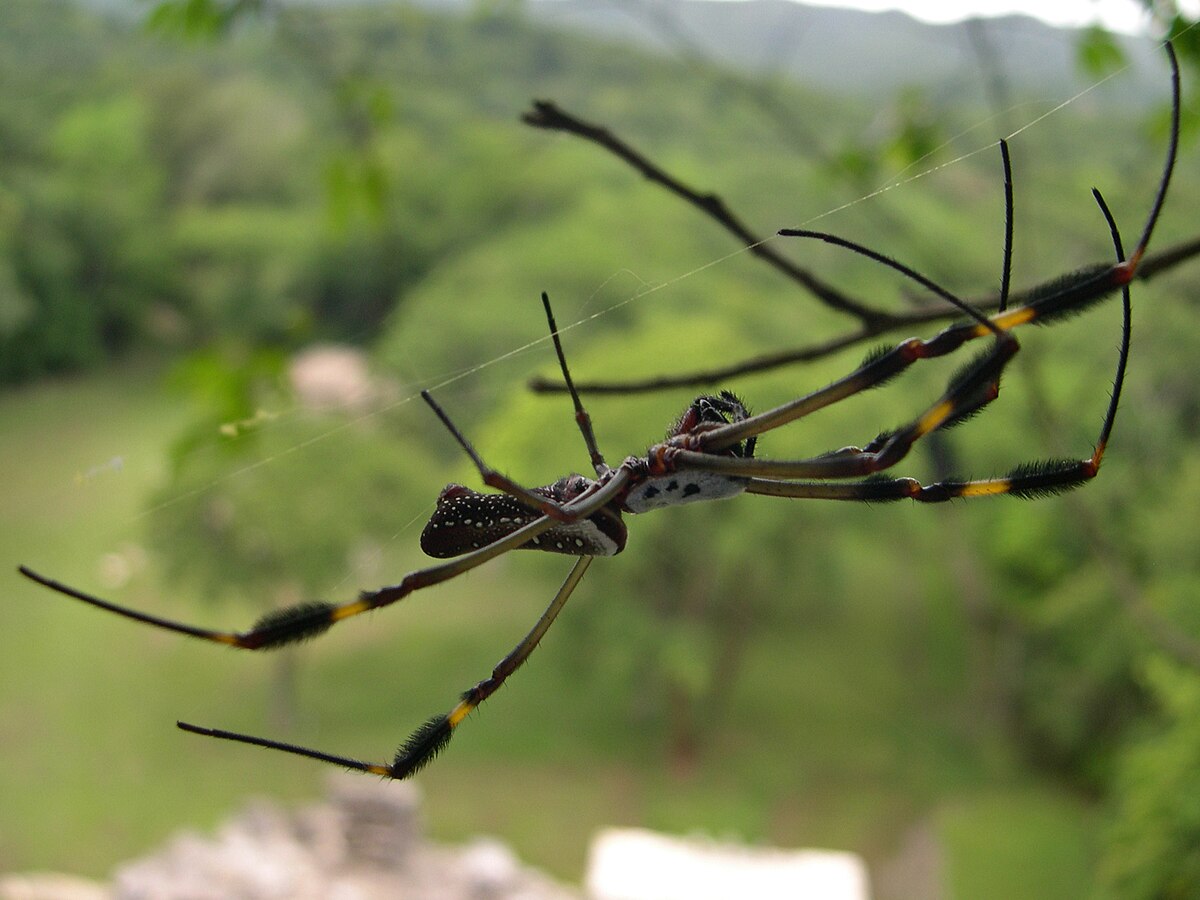 Nephila
