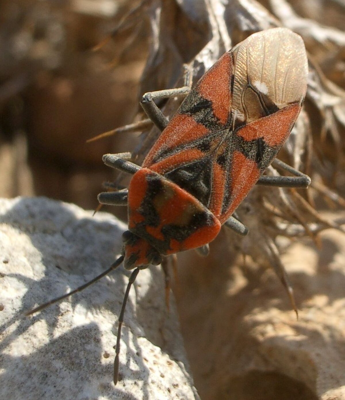 Spilostethus pandurus