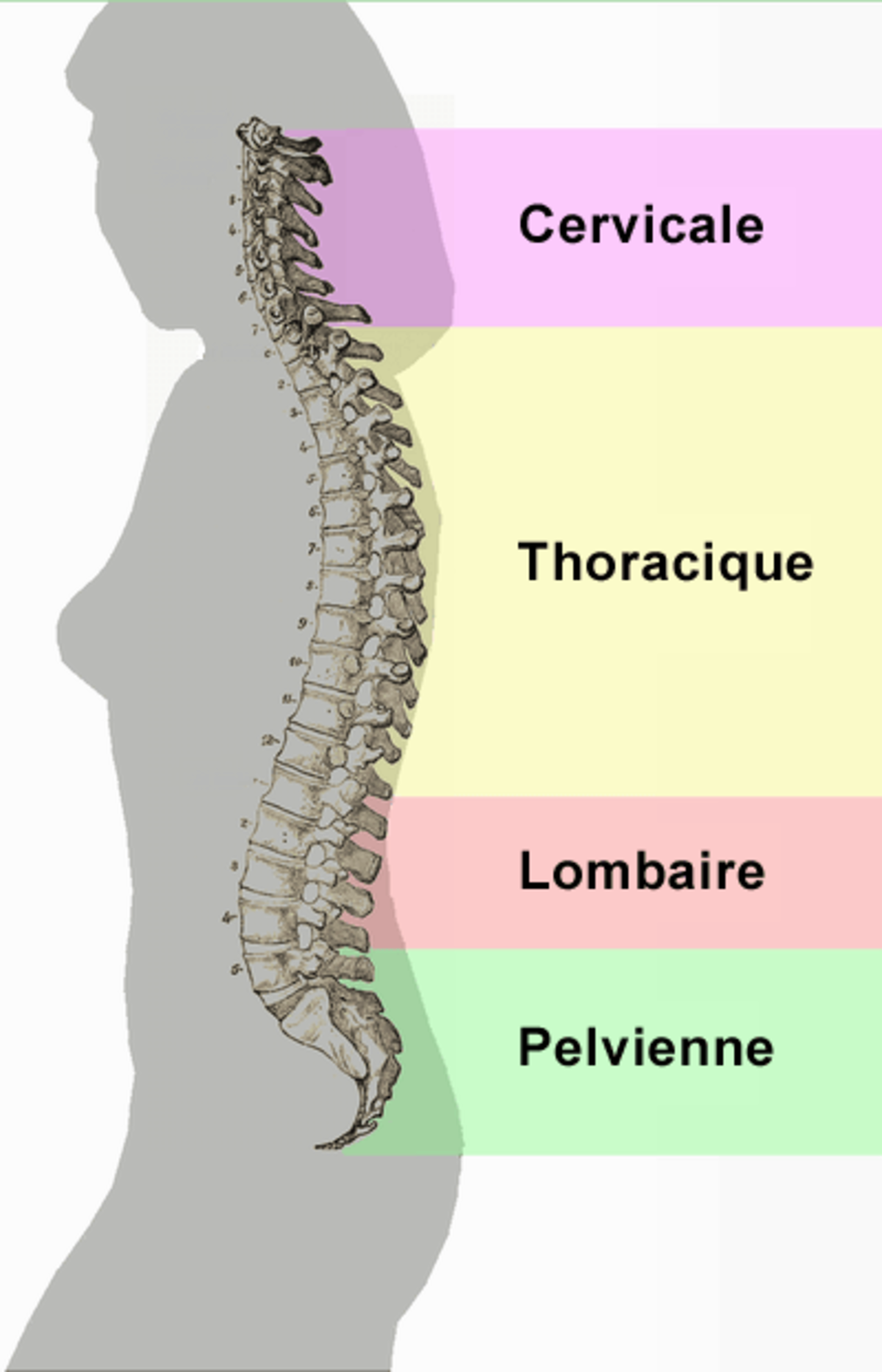 Vertèbre