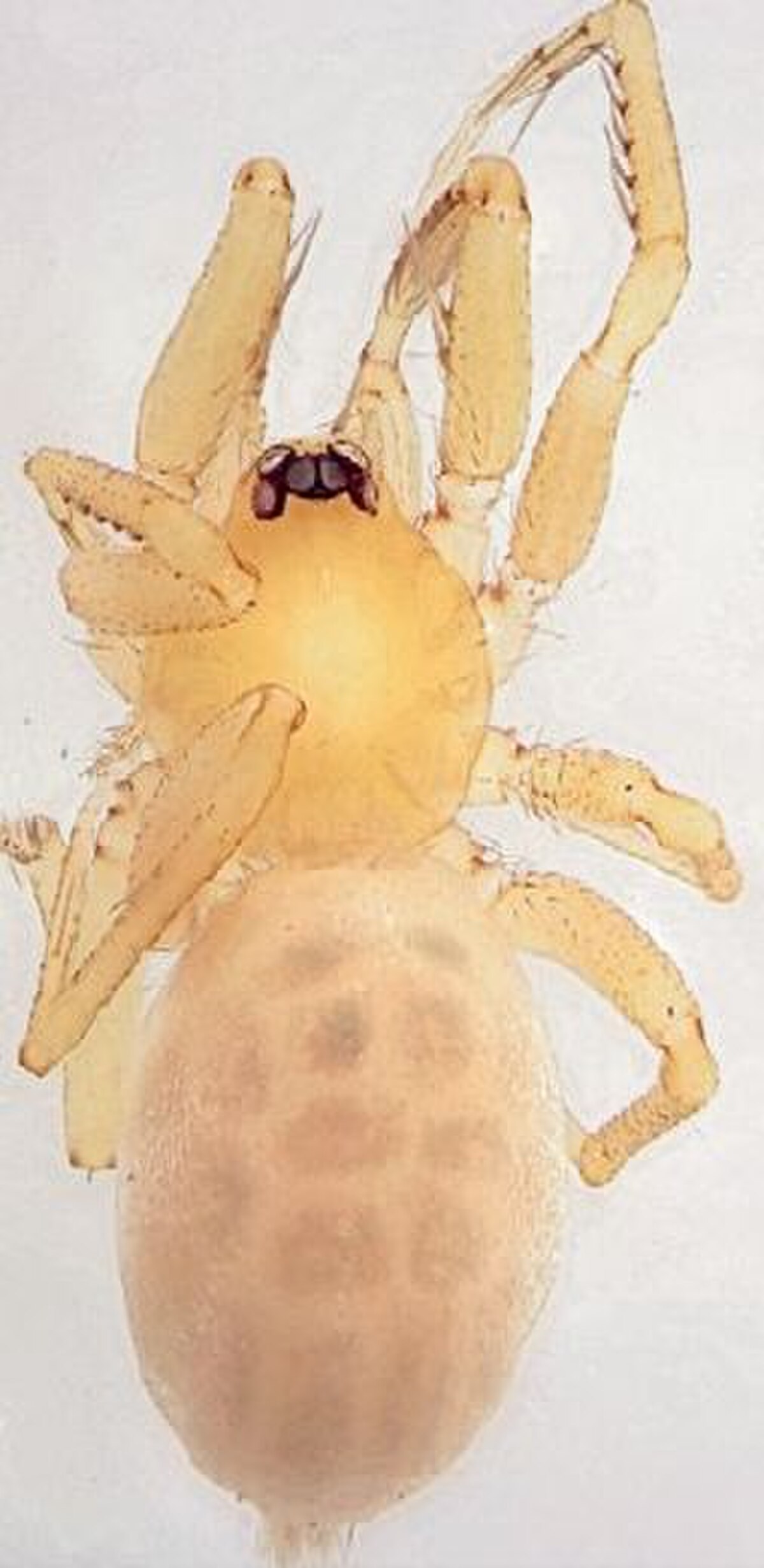 Oonopidae