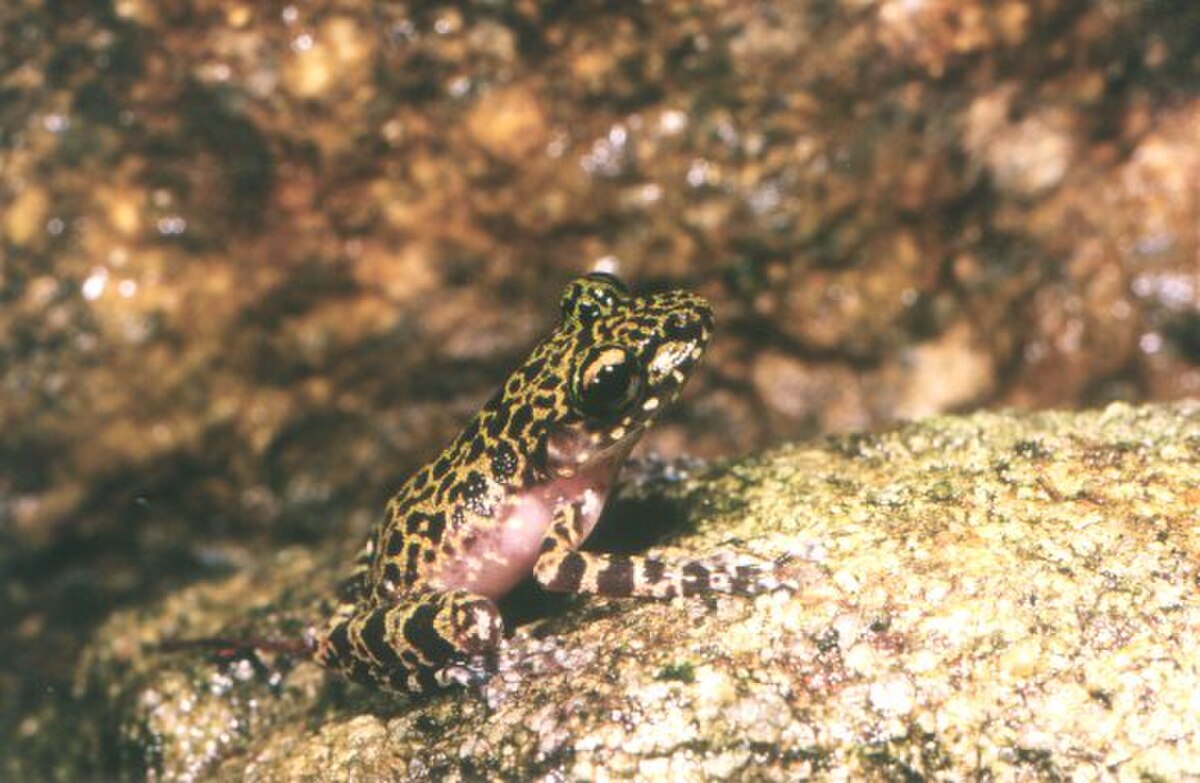 Spinomantis brunae