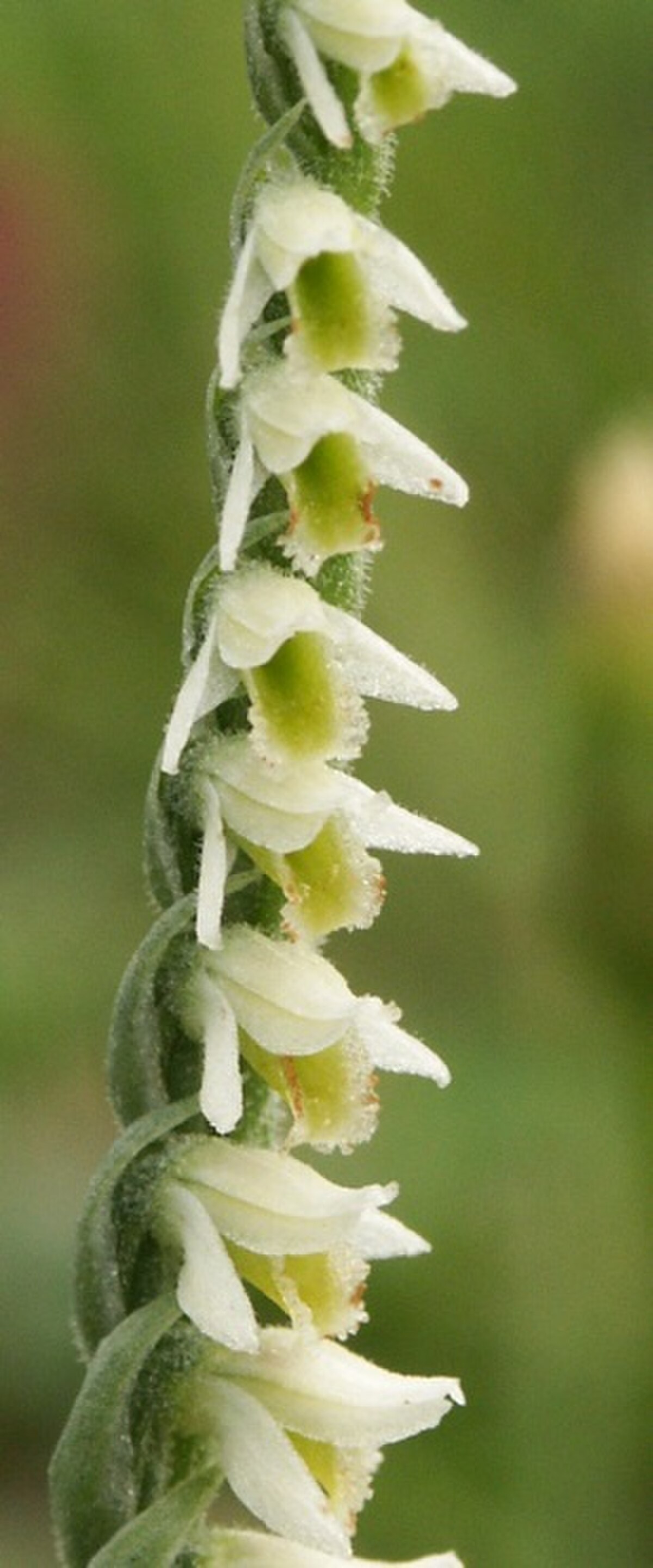 Spiranthes