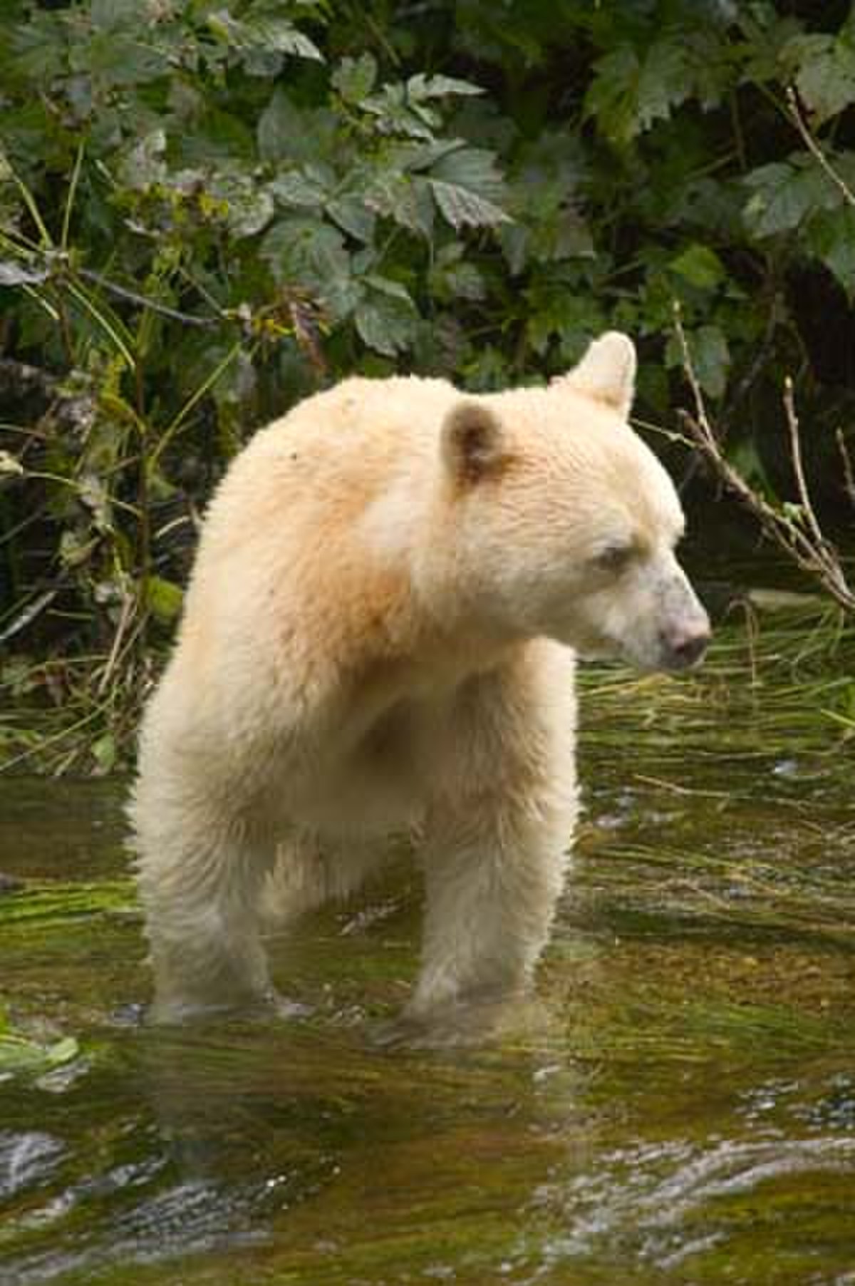 Ours Kermode