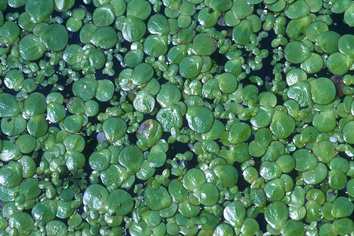 Lemnaceae
