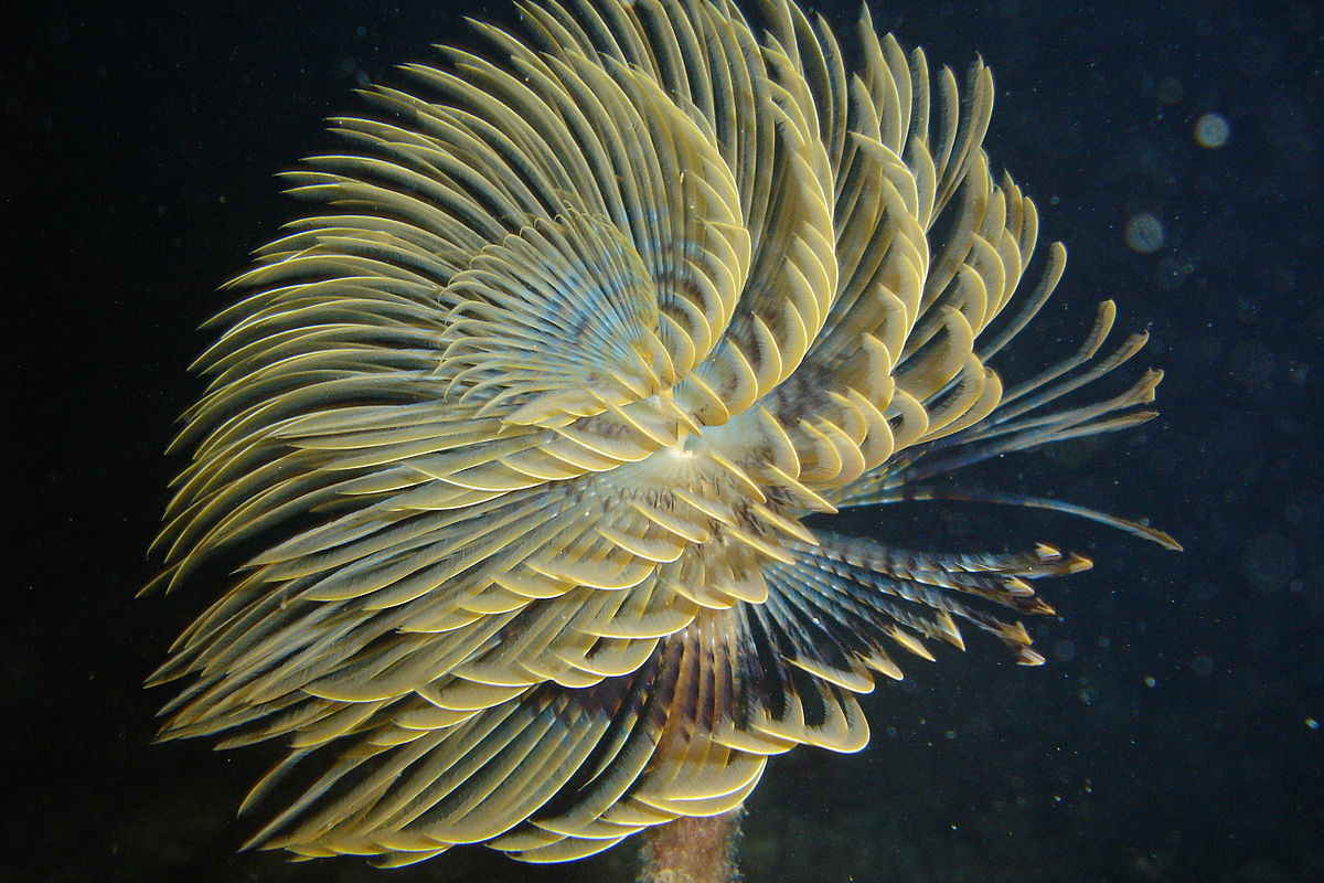 Spirographis spallanzani.