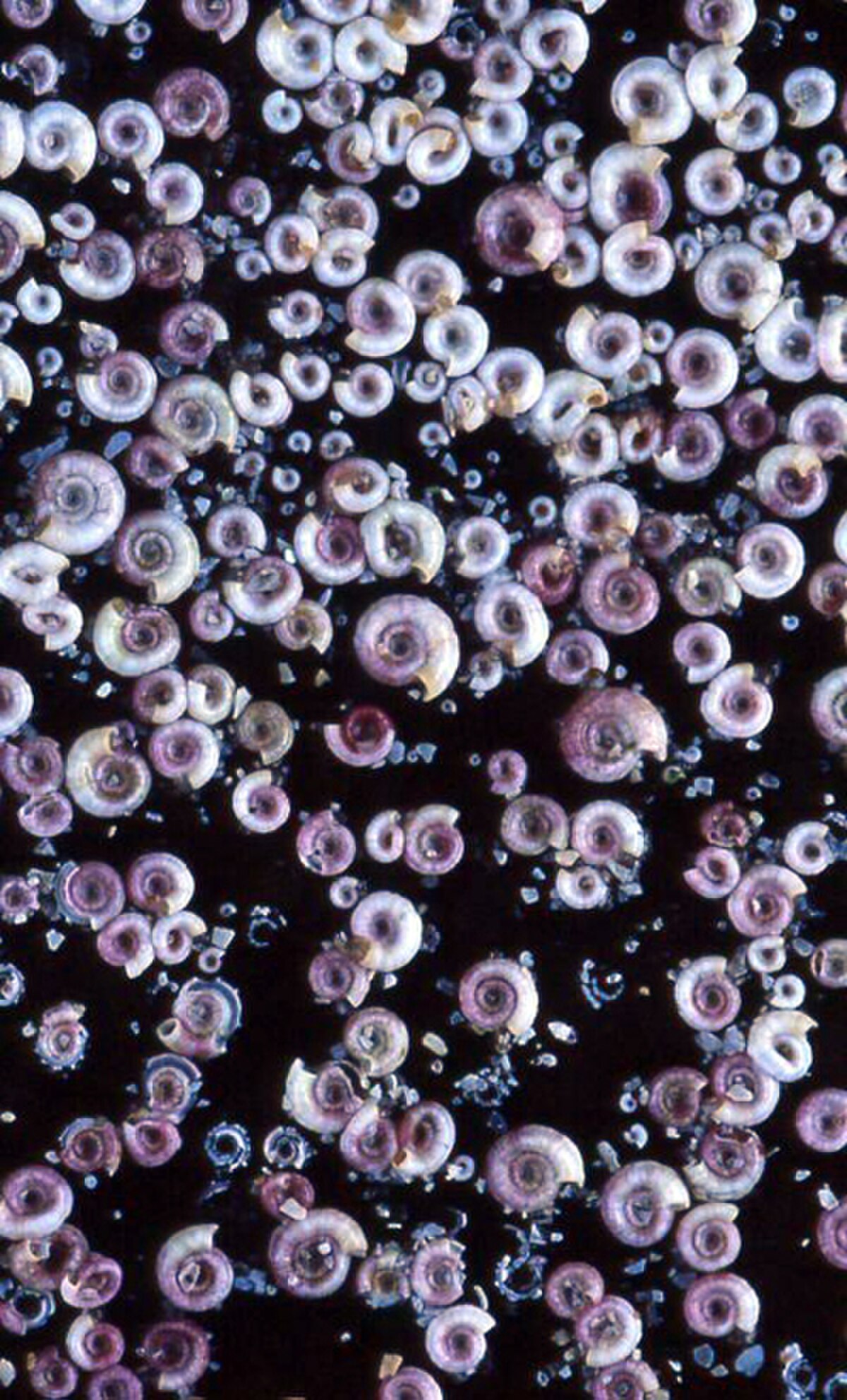 Spirorbis