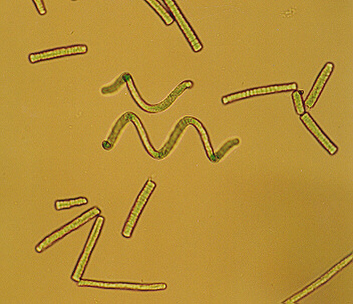 Spiruline