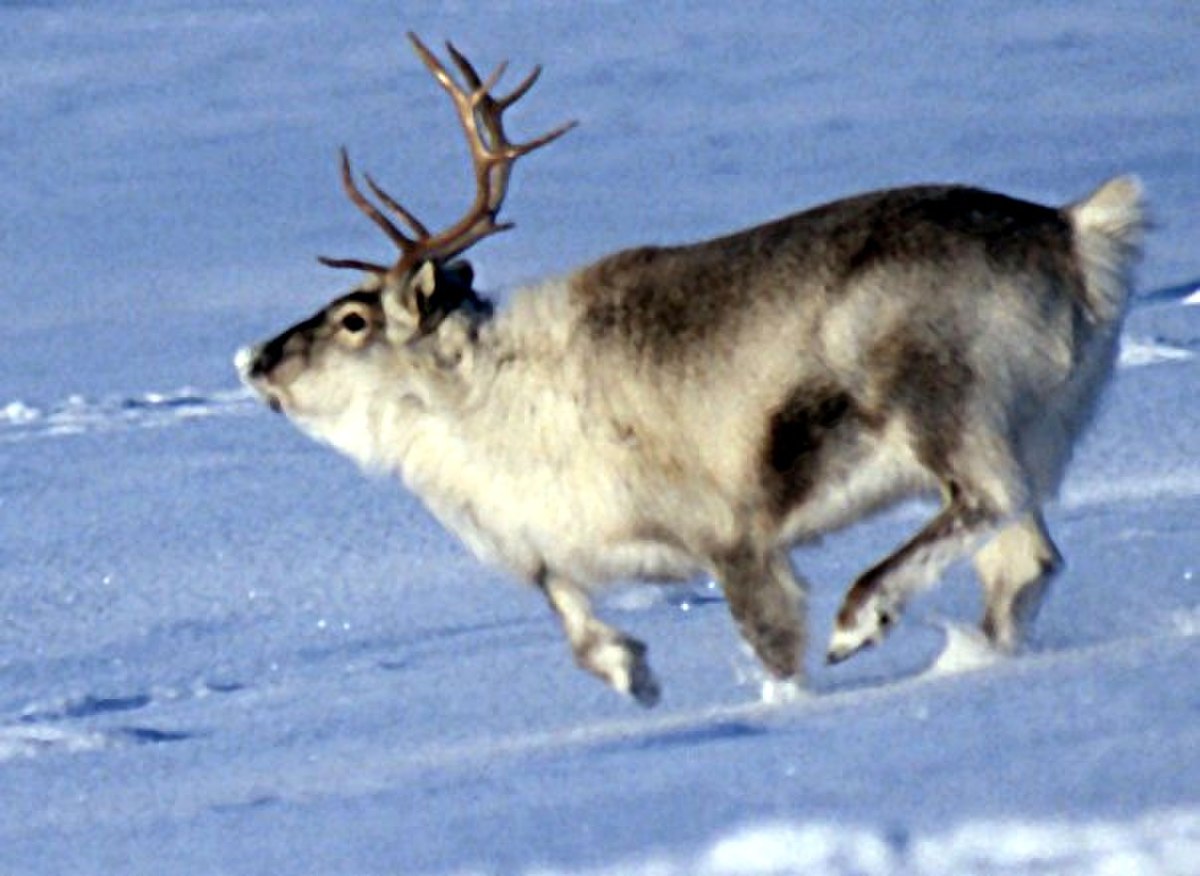 Rangifer tarandus platyrhynchus