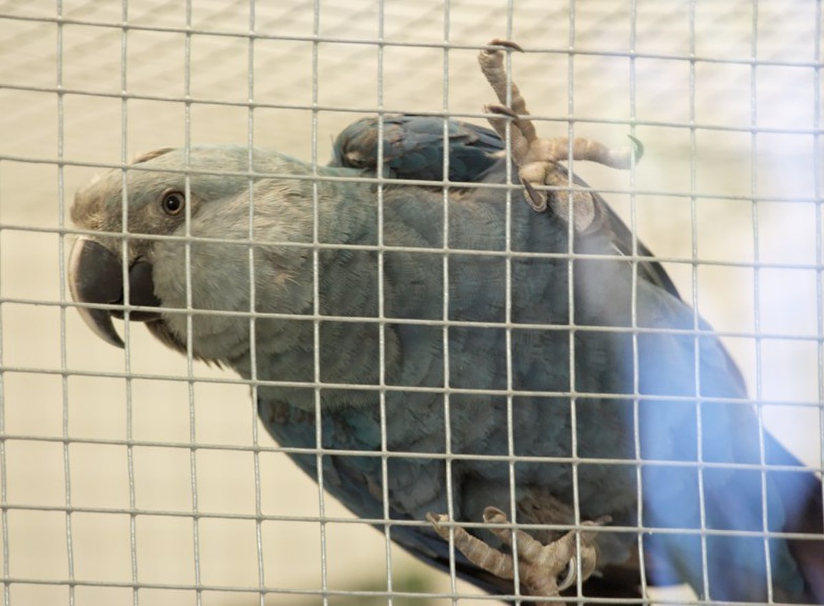 Ara de Spix