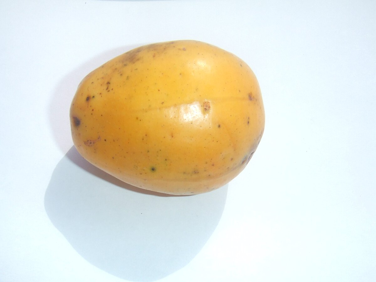 Spondis dulcis4.jpg
