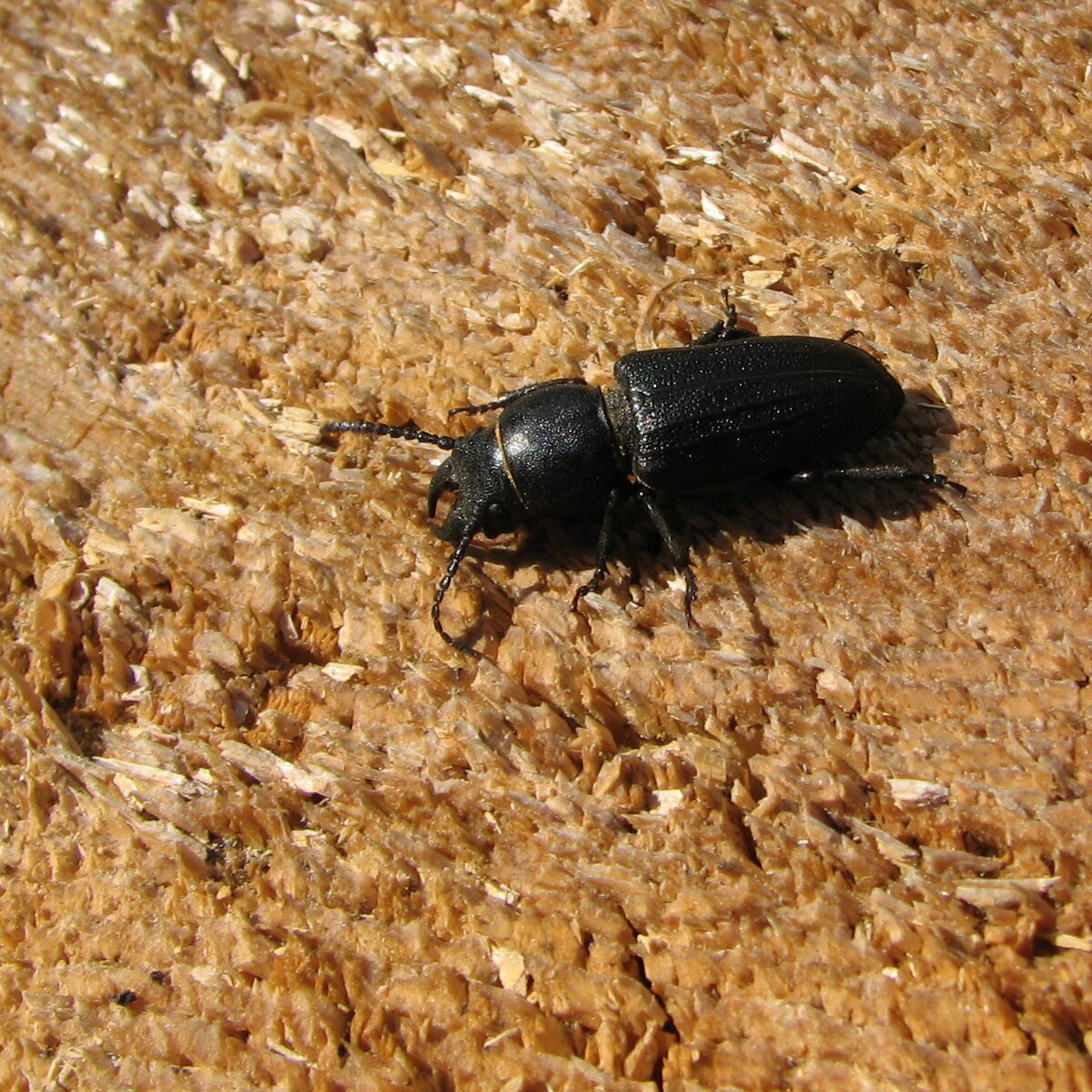 Spondylis ant kelmo.jpg