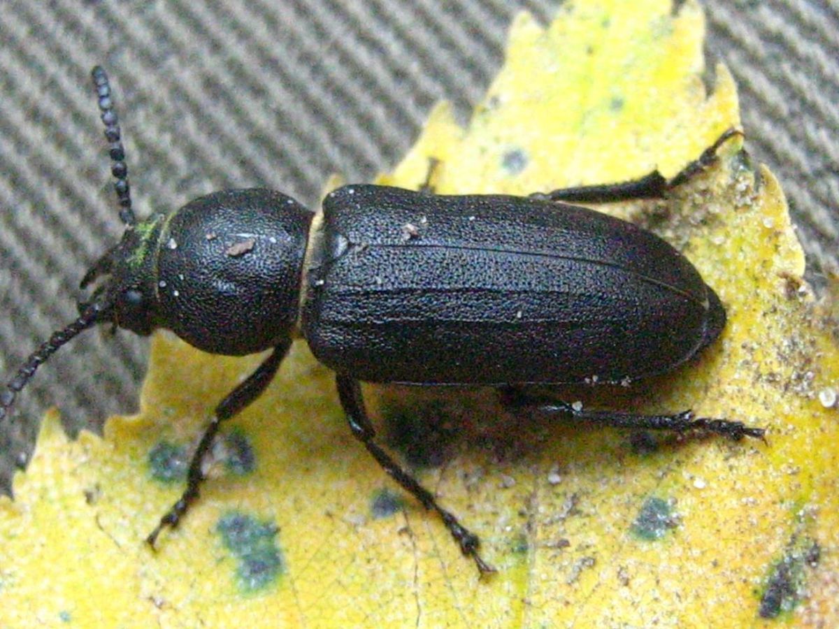 Spondylis-buprestoides-05-VIII-2007-18.jpg