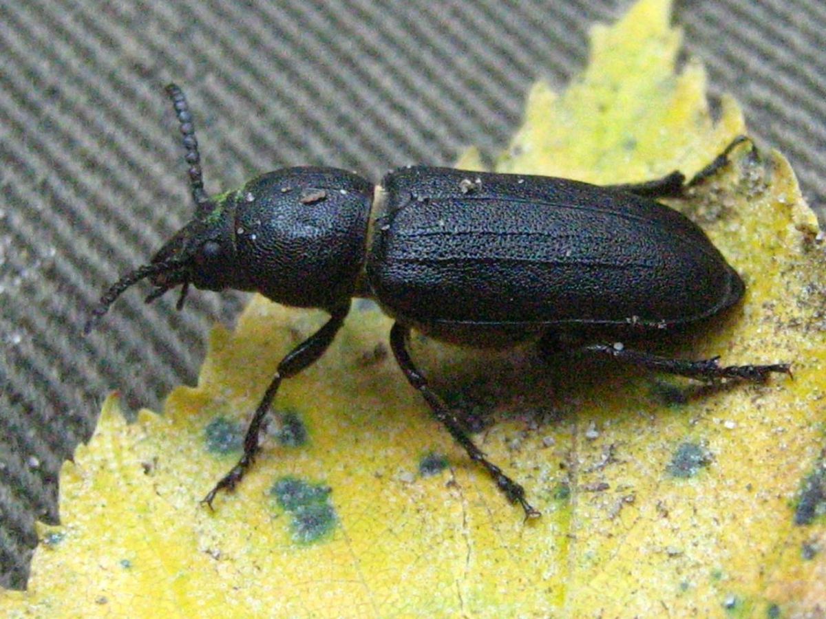 Spondylis-buprestoides-05-VIII-2007-19.jpg