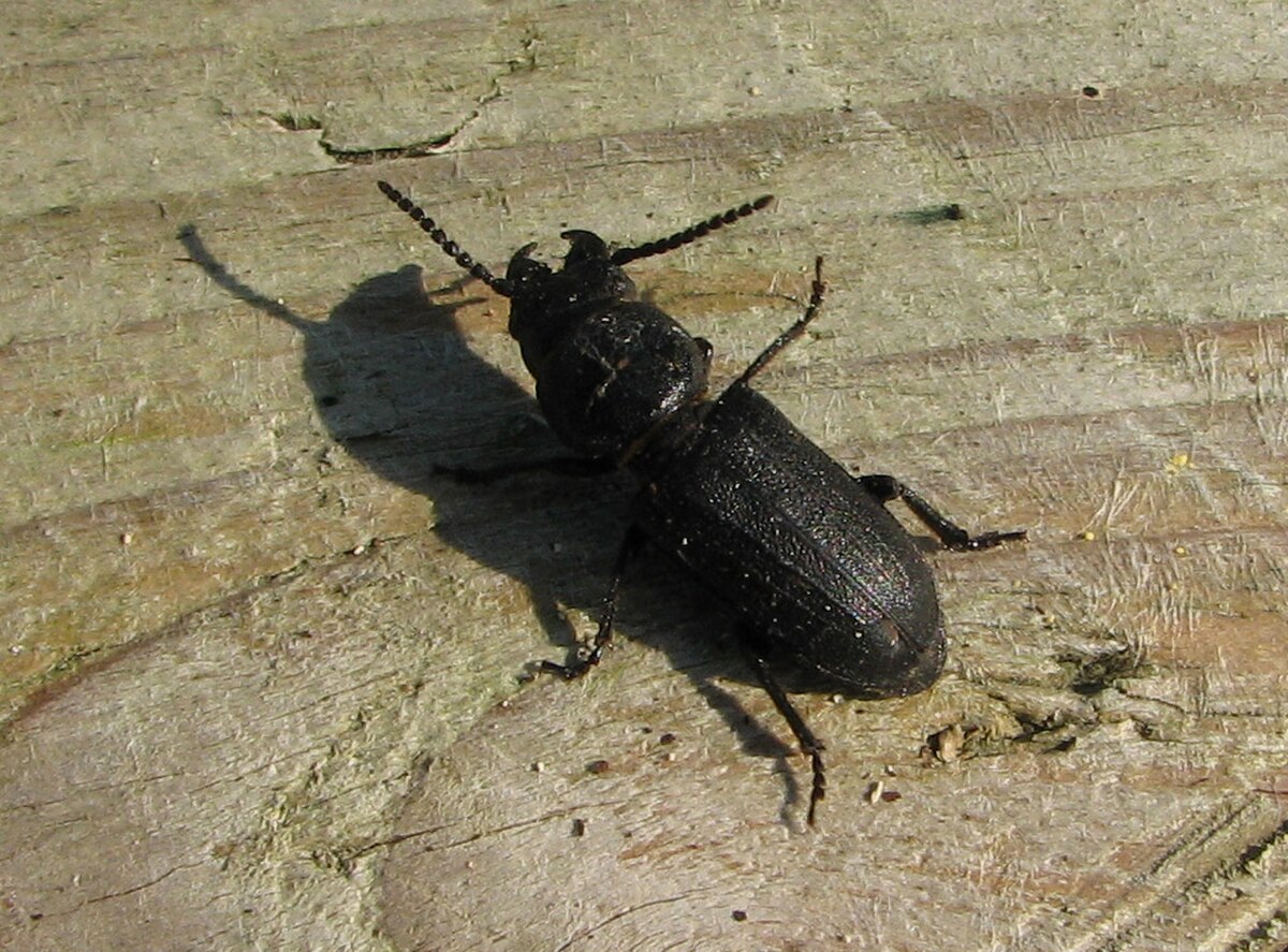 Spondylis buprestoides2.jpg
