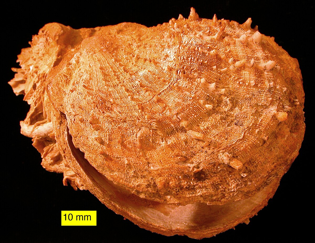 Spondylus
