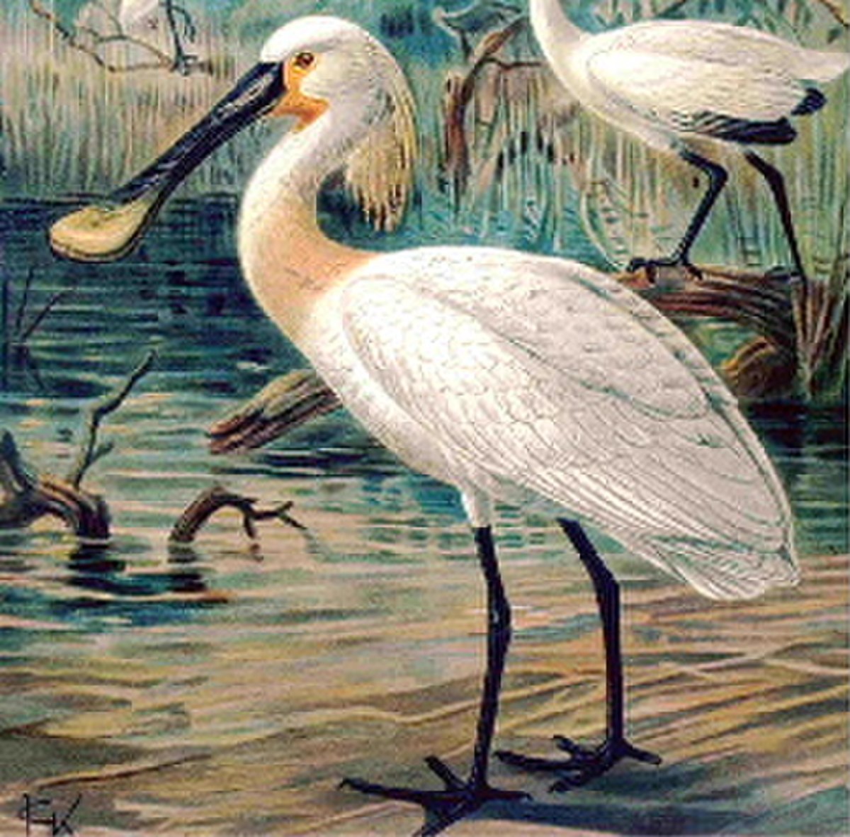 Spatule (oiseau)