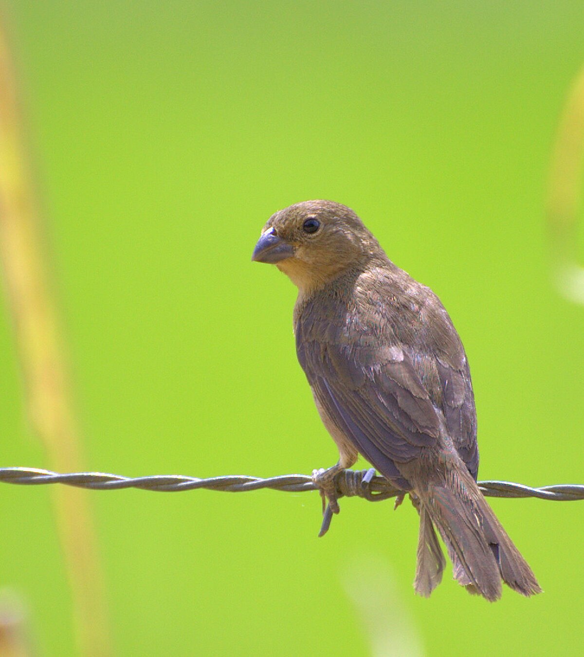 Sporophila caerulescens