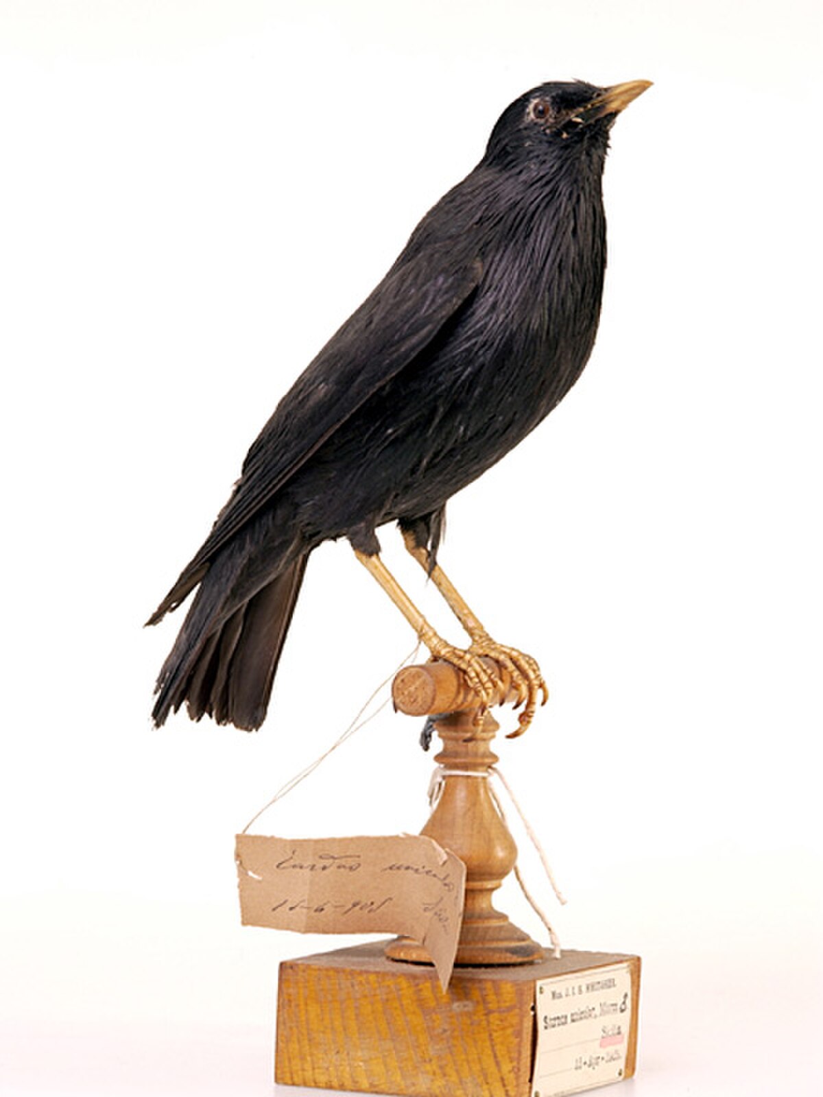 Étourneau unicolore