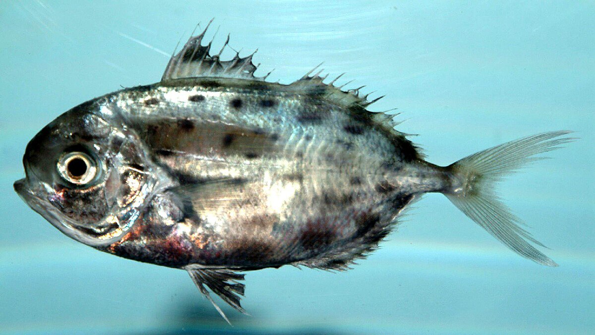 Ariomma