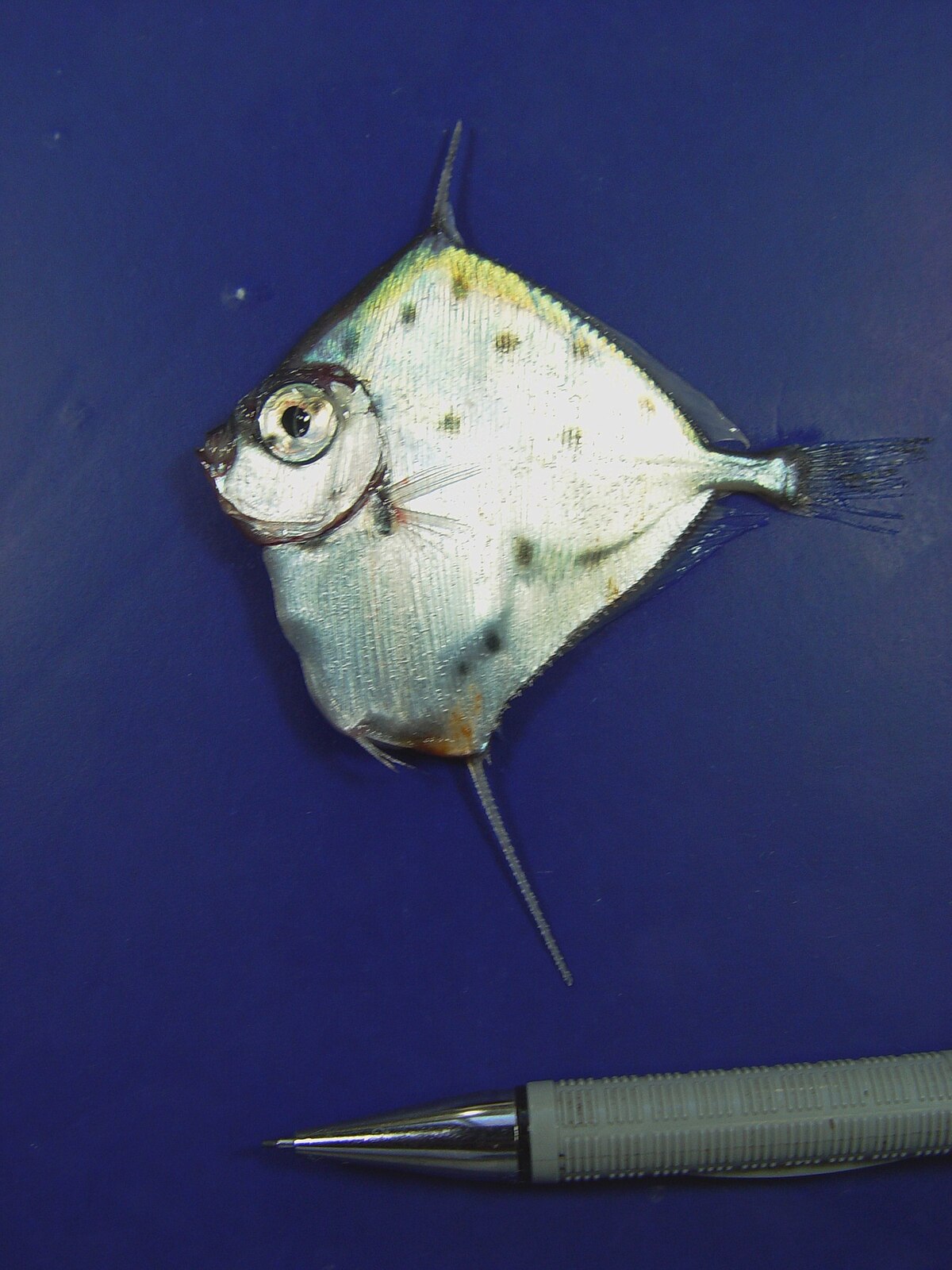 Grammicolepididae