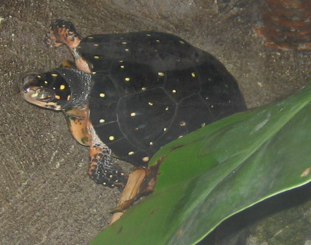 Clemmys guttata