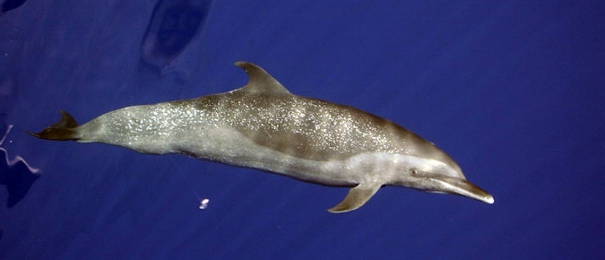Spotteddolphin1.jpg