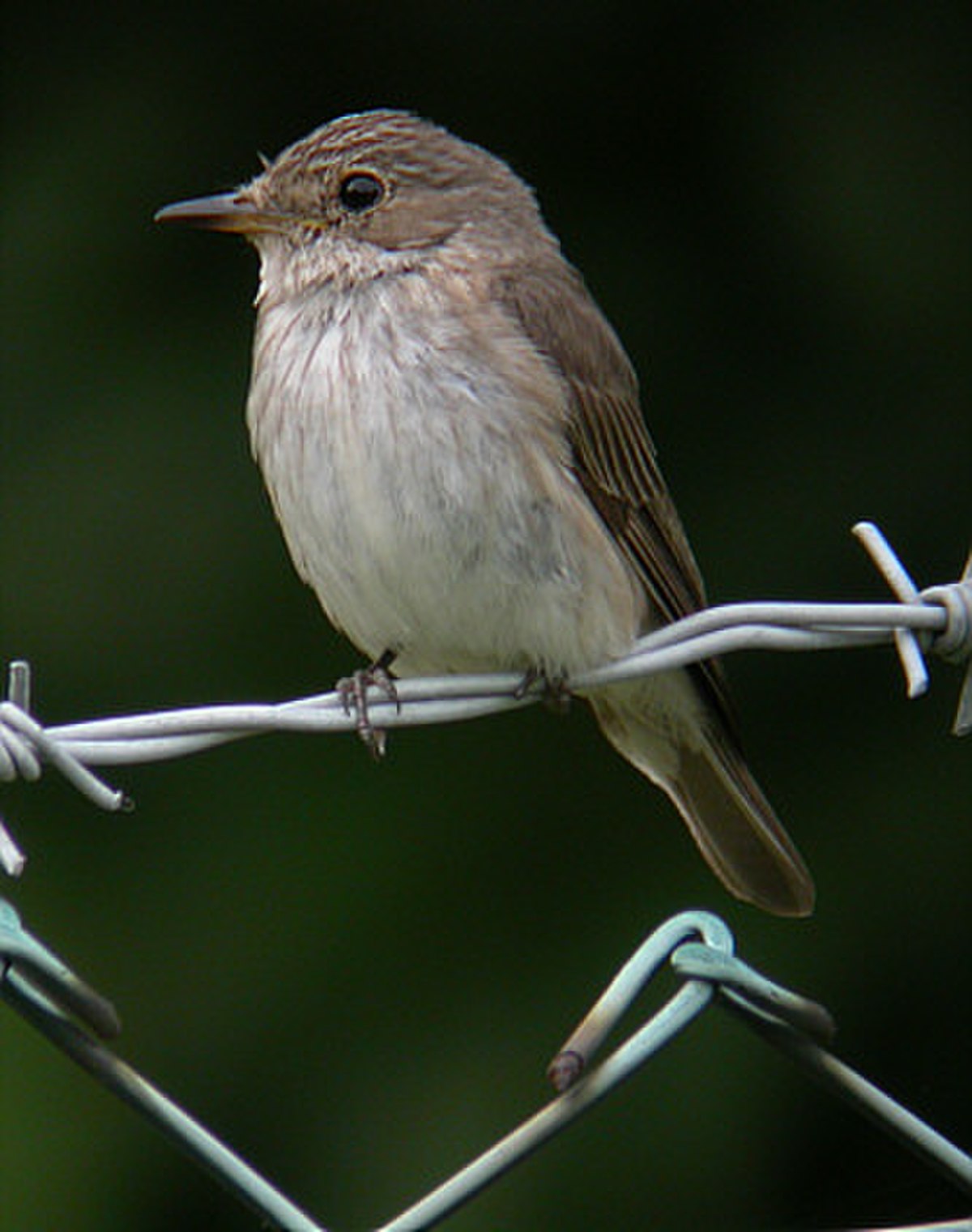 Muscicapa