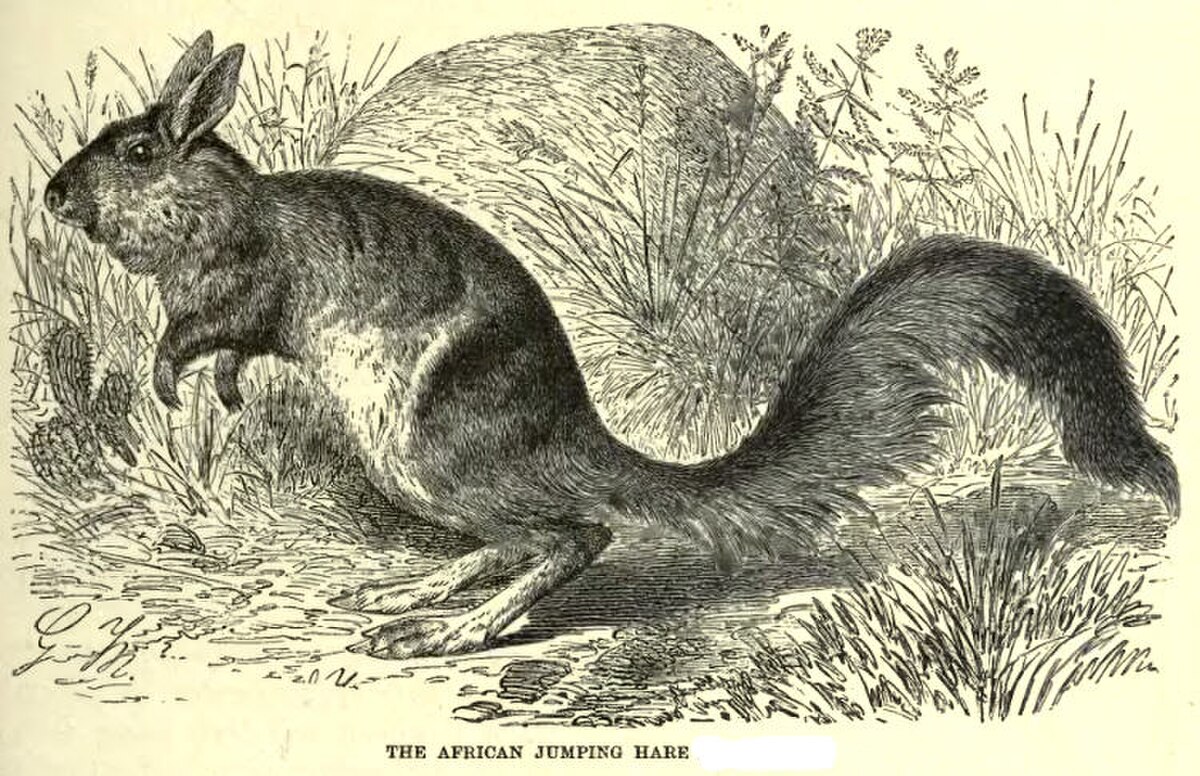 Pedetidae