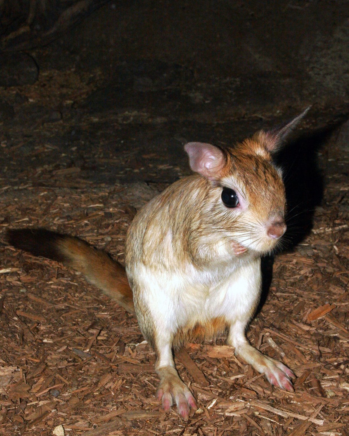 Lièvre sauteur