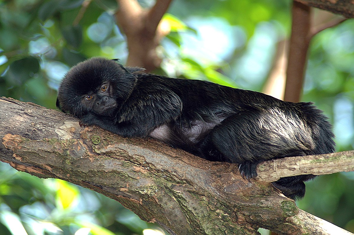 Tamarin de Goeldi