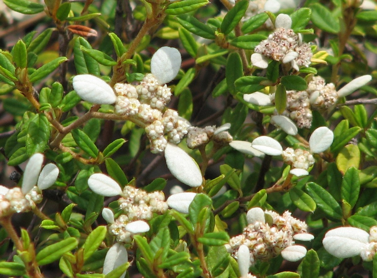 Spyridium