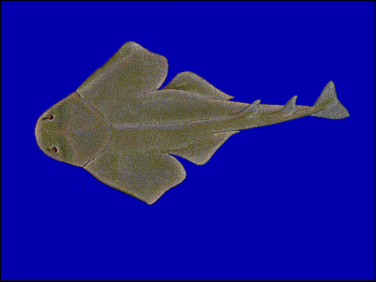 Squatiniformes