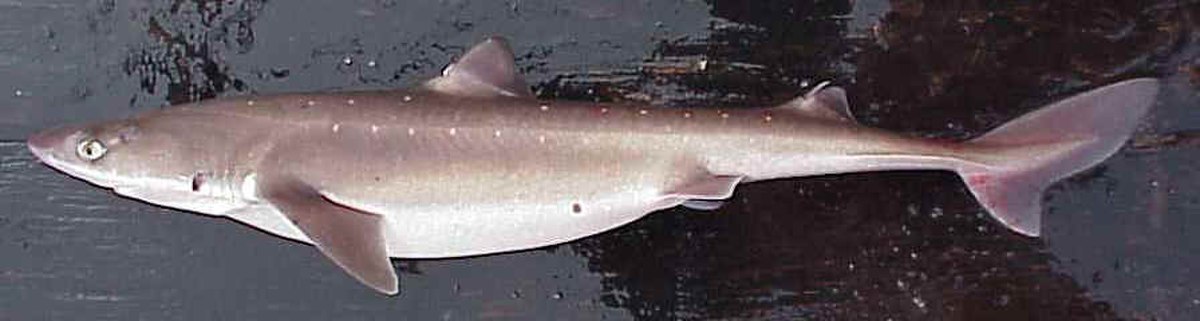 Squalus