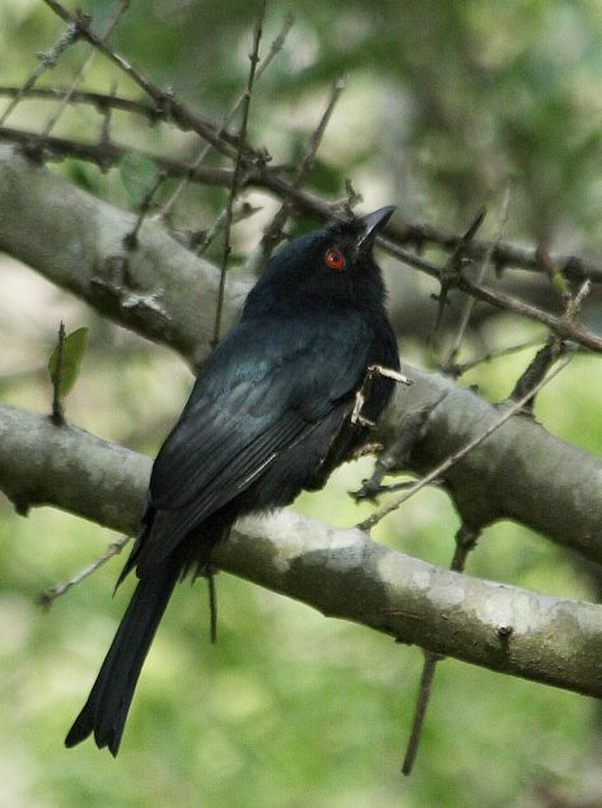Drongo de Ludwig