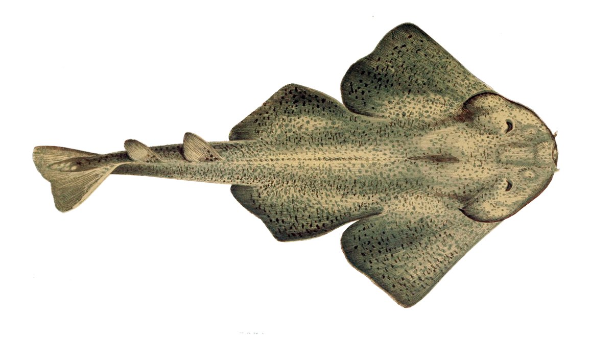 Squatina squatina