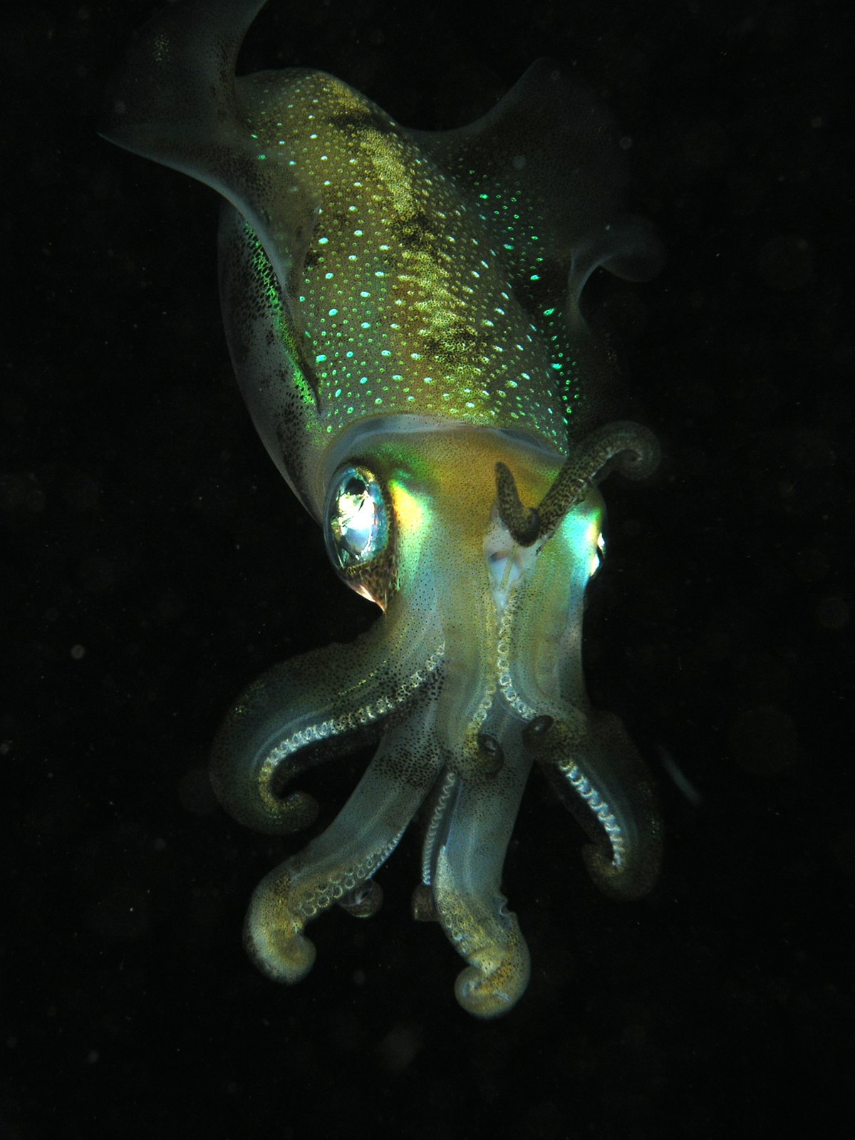 Sepioteuthis lessoniana
