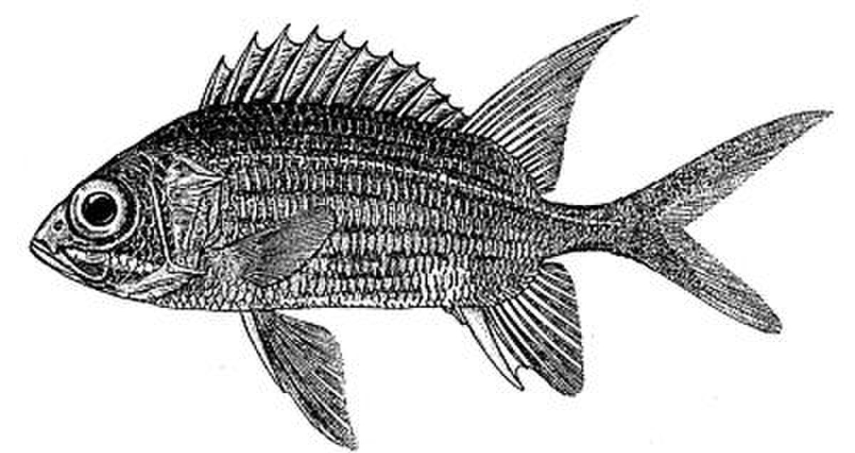 Holocentridae