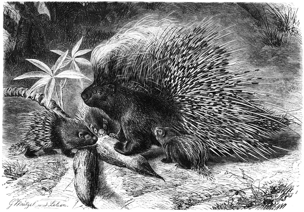 Hystrix (mammifère)